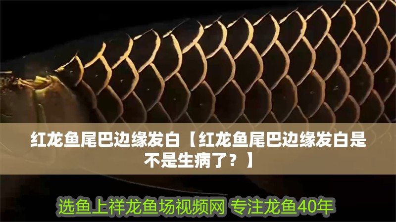 紅龍魚尾巴邊緣發白【紅龍魚尾巴邊緣發白是不是生病了？】