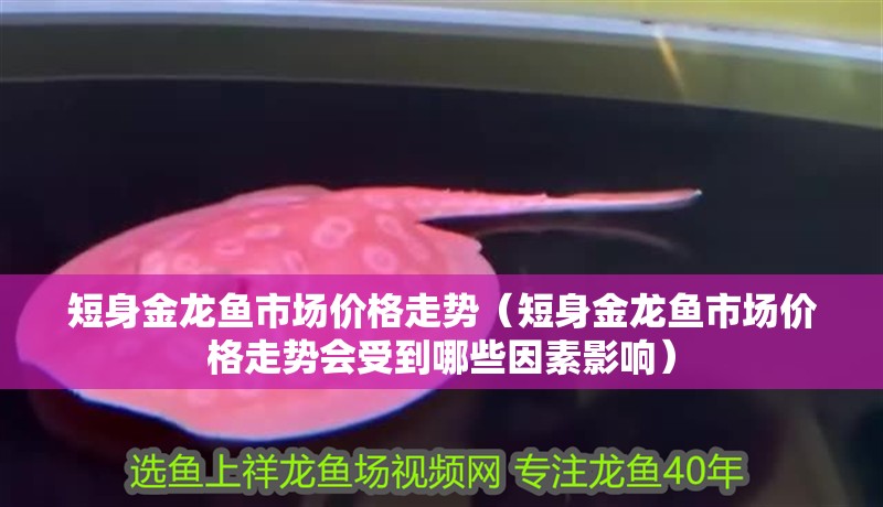 短身金龍魚市場價格走勢（短身金龍魚市場價格走勢會受到哪些因素影響）