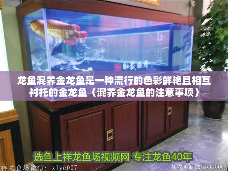 龍魚混養金龍魚是一種流行的色彩鮮艷且相互襯托的金龍魚（混養金龍魚的注意事項） 龍魚混養金龍魚是一種流行的色彩鮮艷且相互襯托的金龍魚（混養金龍魚的注意事項） 觀賞魚百科 第2張