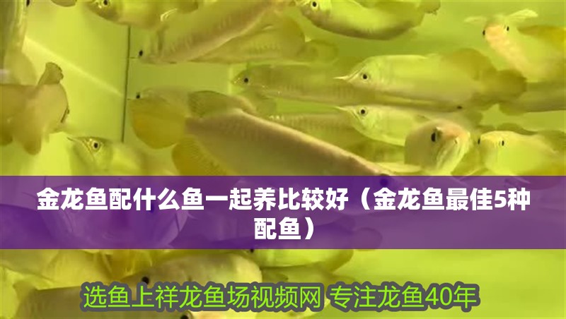 金龍魚配什么魚一起養比較好（金龍魚最佳5種配魚） 金龍魚配什么魚一起養比較好（金龍魚最佳5種配魚） 觀賞魚百科
