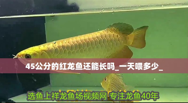 45公分的紅龍魚還能長嗎_一天喂多少_ 45公分的紅龍魚還能長嗎_一天喂多少_ 龍魚百科 第2張