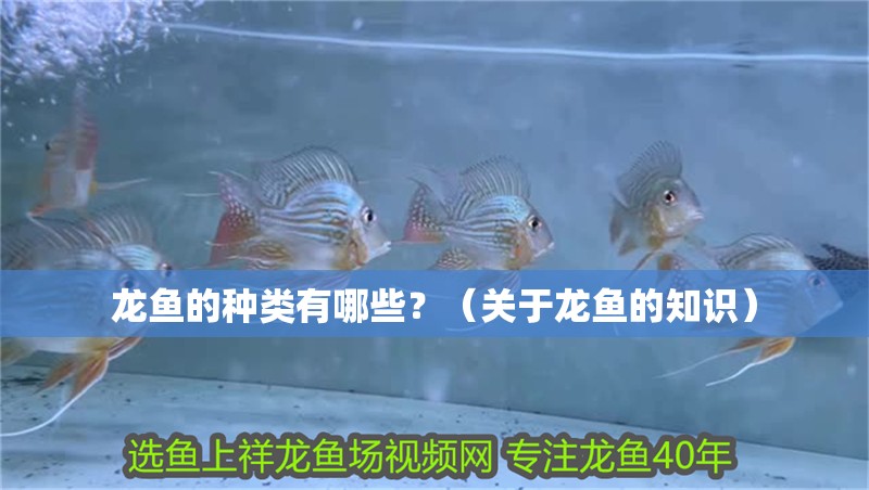 龍魚的種類有哪些？（關(guān)于龍魚的知識(shí)）