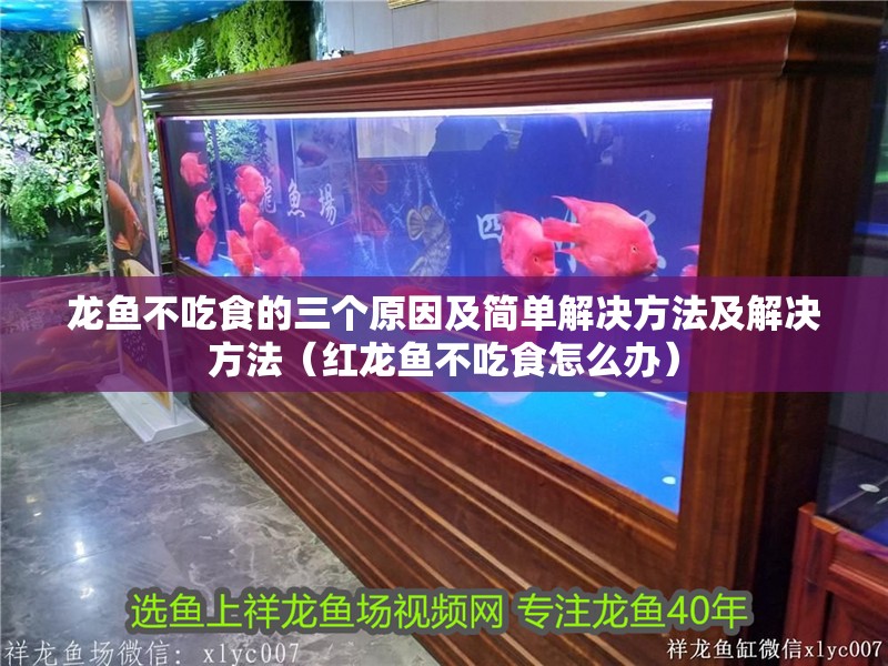 龍魚不吃食的三個原因及簡單解決方法及解決方法（紅龍魚不吃食怎么辦）