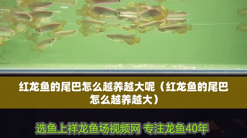 紅龍魚的尾巴怎么越養越大呢（紅龍魚的尾巴怎么越養越大）