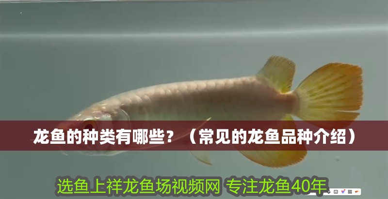 龍魚的種類有哪些？（常見的龍魚品種介紹） 龍魚的種類有哪些？（常見的龍魚品種介紹） 觀賞魚百科 第2張