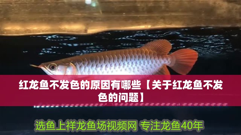 紅龍魚不發色的原因有哪些【關于紅龍魚不發色的問題】