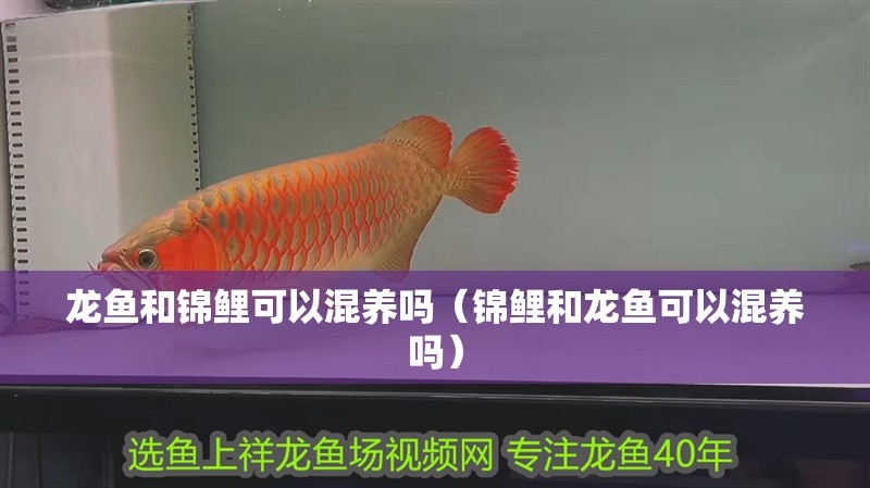 龍魚和錦鯉可以混養嗎（錦鯉和龍魚可以混養嗎）