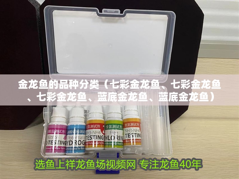 金龍魚的品種分類（七彩金龍魚、七彩金龍魚、七彩金龍魚、藍底金龍魚、藍底金龍魚）