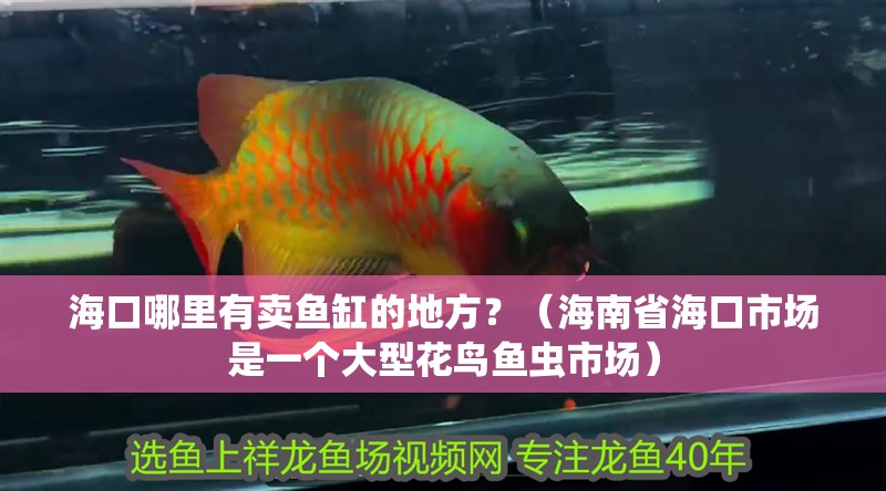 海口哪里有賣魚缸的地方？（海南省海口市場是一個大型花鳥魚蟲市場）