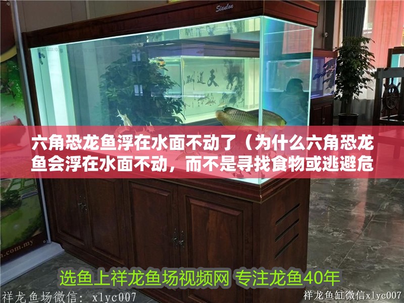 六角恐龍魚浮在水面不動了（為什么六角恐龍魚會浮在水面不動，而不是尋找食物或逃避危險？）