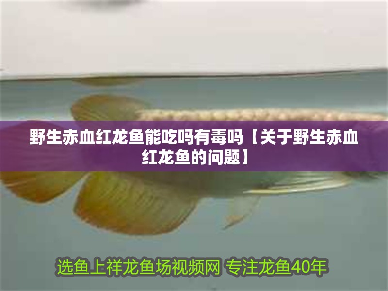 野生赤血紅龍魚能吃嗎有毒嗎【關(guān)于野生赤血紅龍魚的問(wèn)題】