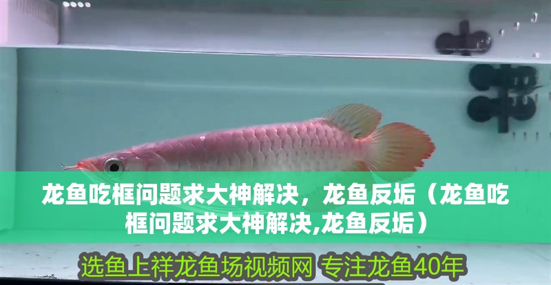 龍魚吃框問題求大神解決，龍魚反垢（龍魚吃框問題求大神解決,龍魚反垢）