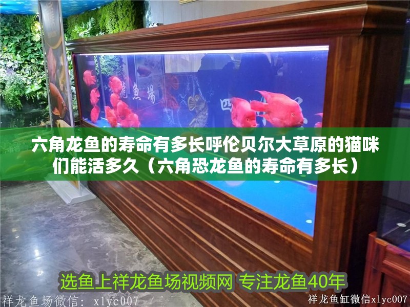 六角龍魚的壽命有多長呼倫貝爾大草原的貓咪們能活多久（六角恐龍魚的壽命有多長）