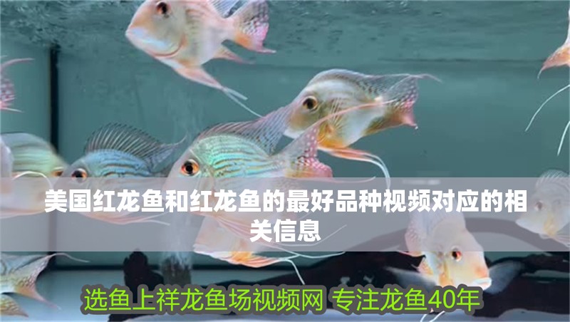 美國(guó)紅龍魚和紅龍魚的最好品種視頻對(duì)應(yīng)的相關(guān)信息 美國(guó)紅龍魚和紅龍魚的最好品種視頻對(duì)應(yīng)的相關(guān)信息 觀賞魚百科