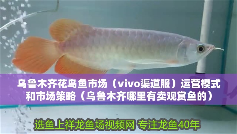 烏魯木齊花鳥魚市場（vivo渠道服）運營模式和市場策略（烏魯木齊哪里有賣觀賞魚的） 烏魯木齊花鳥魚市場（vivo渠道服）運營模式和市場策略（烏魯木齊哪里有賣觀賞魚的） 觀賞魚百科