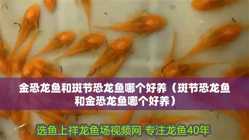 金恐龍魚(yú)和斑節(jié)恐龍魚(yú)哪個(gè)好養(yǎng)（斑節(jié)恐龍魚(yú)和金恐龍魚(yú)哪個(gè)好養(yǎng)）