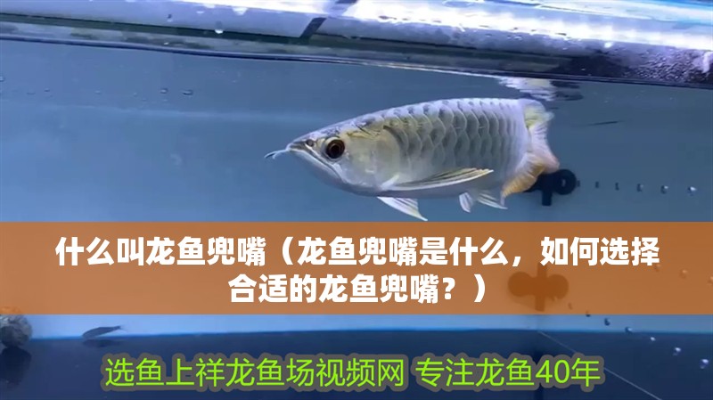 什么叫龍魚兜嘴（龍魚兜嘴是什么，如何選擇合適的龍魚兜嘴？）