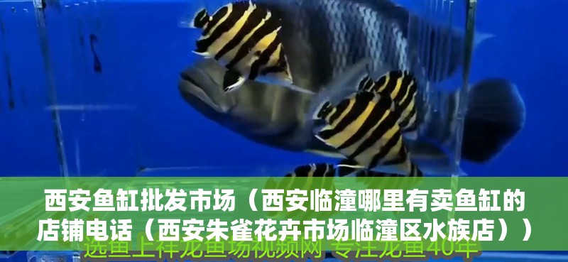 西安魚缸批發市場（西安臨潼哪里有賣魚缸的店鋪電話（西安朱雀花卉市場臨潼區水族店）） 西安魚缸批發市場（西安臨潼哪里有賣魚缸的店鋪電話（西安朱雀花卉市場臨潼區水族店）） 觀賞魚百科