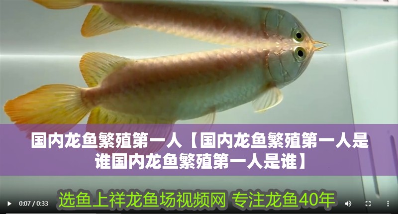 國內(nèi)龍魚繁殖第一人【國內(nèi)龍魚繁殖第一人是誰國內(nèi)龍魚繁殖第一人是誰】