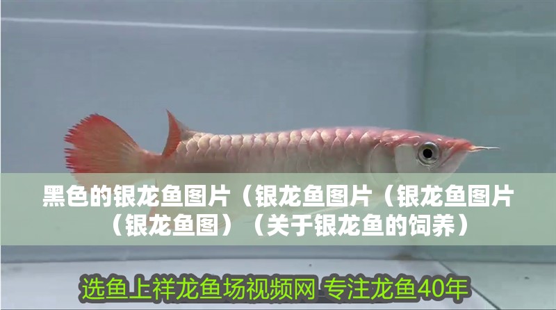 黑色的銀龍魚圖片（銀龍魚圖片（銀龍魚圖片（銀龍魚圖）（關(guān)于銀龍魚的飼養(yǎng)）