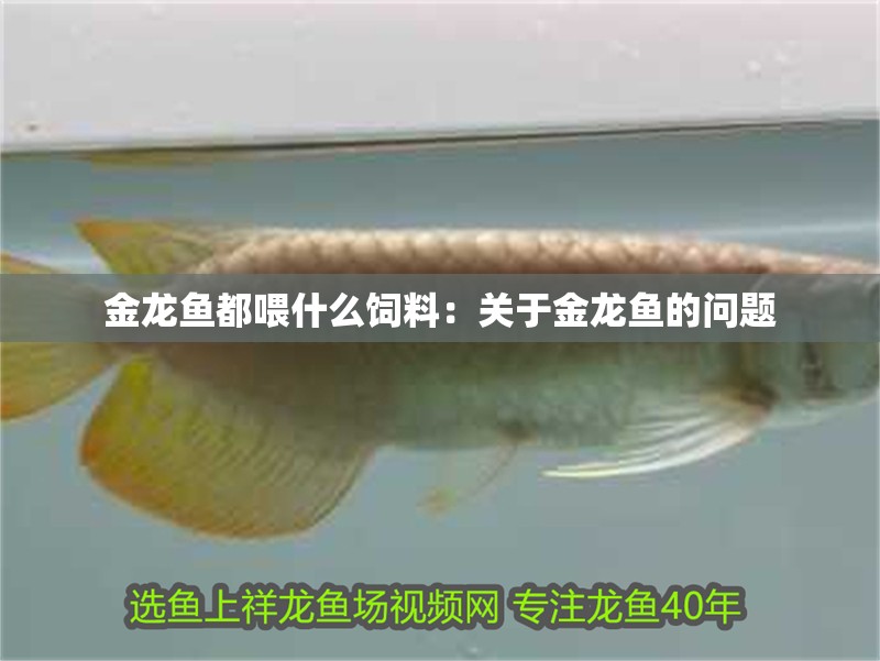 金龍魚都喂什么飼料：關于金龍魚的問題