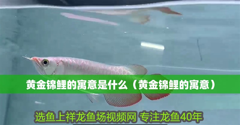 黃金錦鯉的寓意是什么（黃金錦鯉的寓意）