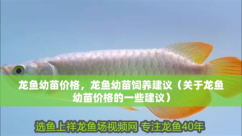 龍魚幼苗價格，龍魚幼苗飼養建議（關于龍魚幼苗價格的一些建議）