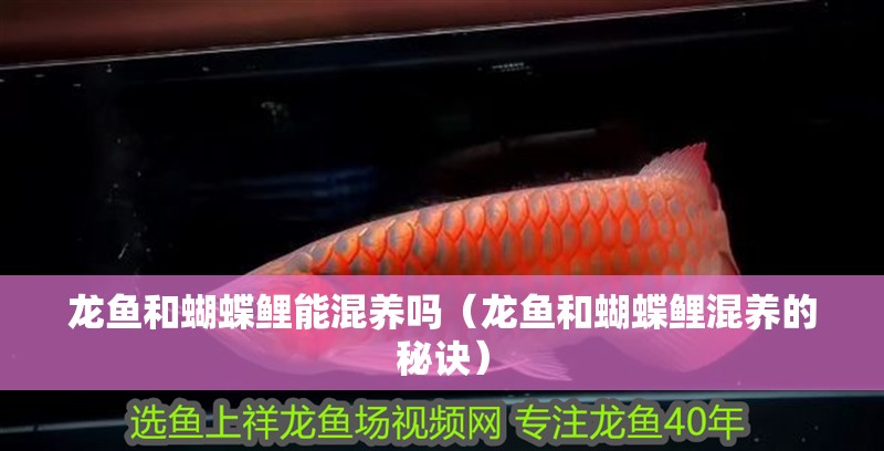 龍魚和蝴蝶鯉能混養嗎（龍魚和蝴蝶鯉混養的秘訣）