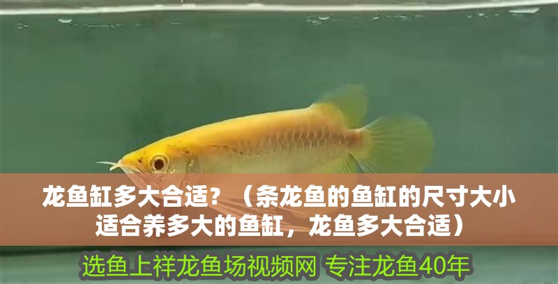 龍魚缸多大合適？（條龍魚的魚缸的尺寸大小適合養多大的魚缸，龍魚多大合適） 龍魚缸多大合適？（條龍魚的魚缸的尺寸大小適合養多大的魚缸，龍魚多大合適） 觀賞魚百科