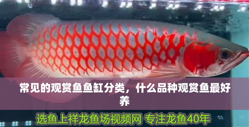 常見的觀賞魚魚缸分類，什么品種觀賞魚最好養(yǎng) 常見的觀賞魚魚缸分類，什么品種觀賞魚最好養(yǎng) 觀賞魚百科