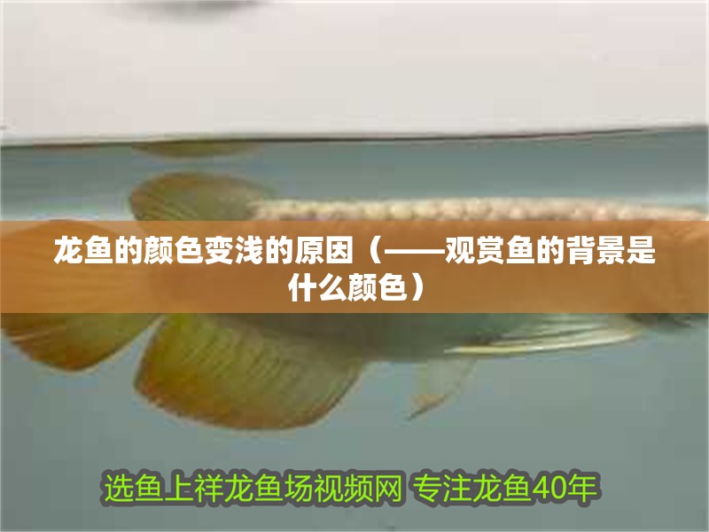 龍魚的顏色變淺的原因（——觀賞魚的背景是什么顏色） 龍魚的顏色變淺的原因（——觀賞魚的背景是什么顏色） 觀賞魚百科