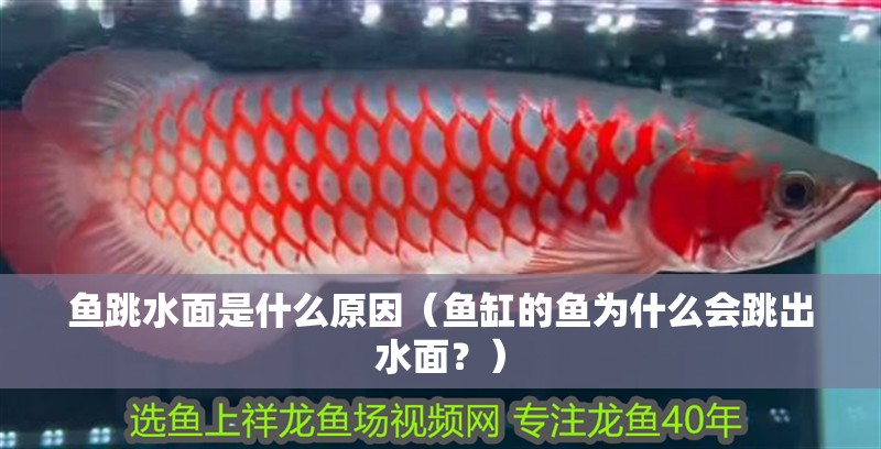 魚跳水面是什么原因（魚缸的魚為什么會跳出水面？）