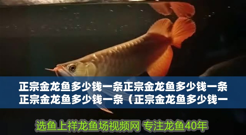 正宗金龍魚多少錢一條正宗金龍魚多少錢一條正宗金龍魚多少錢一條（正宗金龍魚多少錢一條啊）