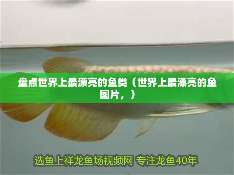 盤點世界上最漂亮的魚類（世界上最漂亮的魚圖片，） 盤點世界上最漂亮的魚類（世界上最漂亮的魚圖片，） 觀賞魚百科