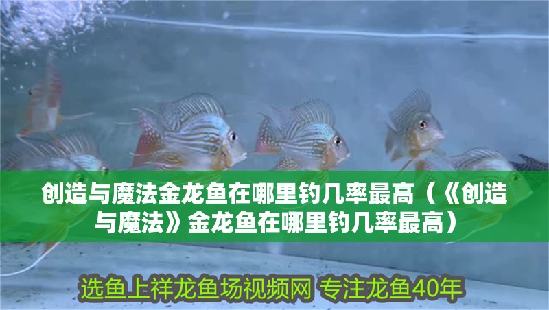 創造與魔法金龍魚在哪里釣幾率最高（《創造與魔法》金龍魚在哪里釣幾率最高）