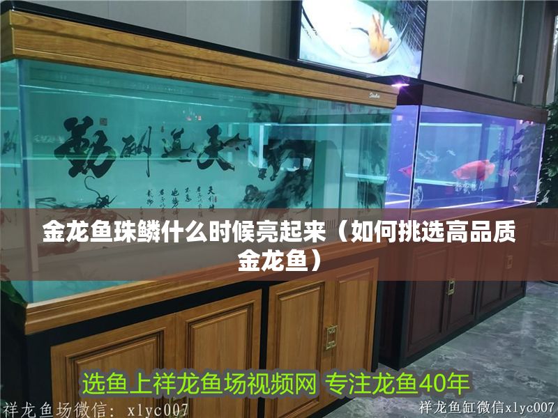 金龍魚珠鱗什么時候亮起來（如何挑選高品質(zhì)金龍魚）