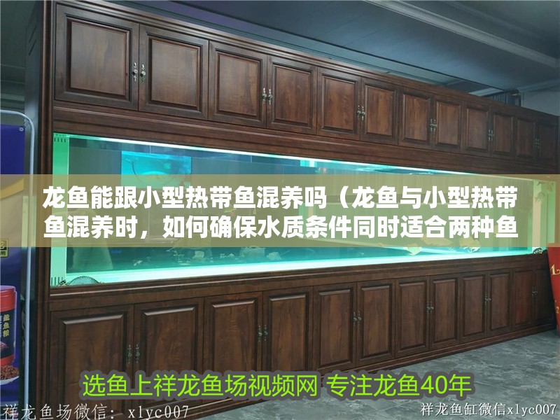 龍魚能跟小型熱帶魚混養嗎（龍魚與小型熱帶魚混養時，如何確保水質條件同時適合兩種魚類？）