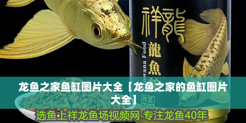 龍魚之家魚缸圖片大全【龍魚之家的魚缸圖片大全】 龍魚之家魚缸圖片大全【龍魚之家的魚缸圖片大全】 觀賞魚百科