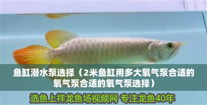 魚缸潛水泵選擇（2米魚缸用多大氧氣泵合適的氧氣泵合適的氧氣泵選擇） 魚缸潛水泵選擇（2米魚缸用多大氧氣泵合適的氧氣泵合適的氧氣泵選擇） 觀賞魚百科