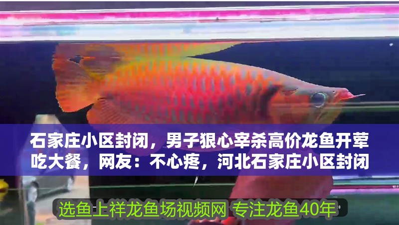 石家莊小區封閉，男子狠心宰殺高價龍魚開葷吃大餐，網友：不心疼，河北石家莊小區封閉，男子狠心宰殺高價龍魚開葷吃大餐