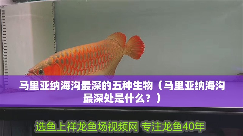 馬里亞納海溝最深的五種生物（馬里亞納海溝最深處是什么？）