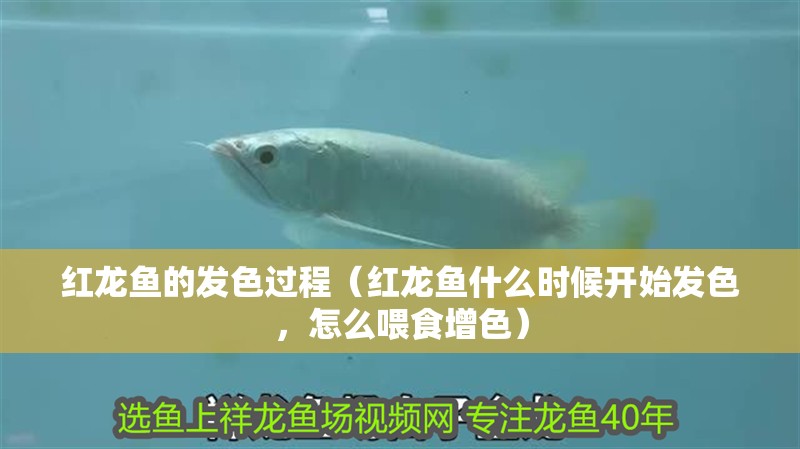 紅龍魚的發(fā)色過程（紅龍魚什么時候開始發(fā)色，怎么喂食增色）