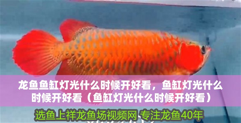 龍魚魚缸燈光什么時候開好看，魚缸燈光什么時候開好看（魚缸燈光什么時候開好看）