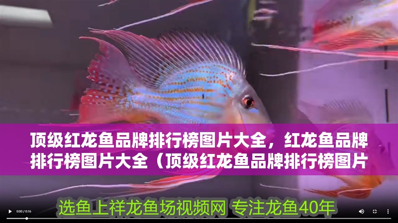 頂級紅龍魚品牌排行榜圖片大全，紅龍魚品牌排行榜圖片大全（頂級紅龍魚品牌排行榜圖片大全） 頂級紅龍魚品牌排行榜圖片大全，紅龍魚品牌排行榜圖片大全（頂級紅龍魚品牌排行榜圖片大全） 觀賞魚百科