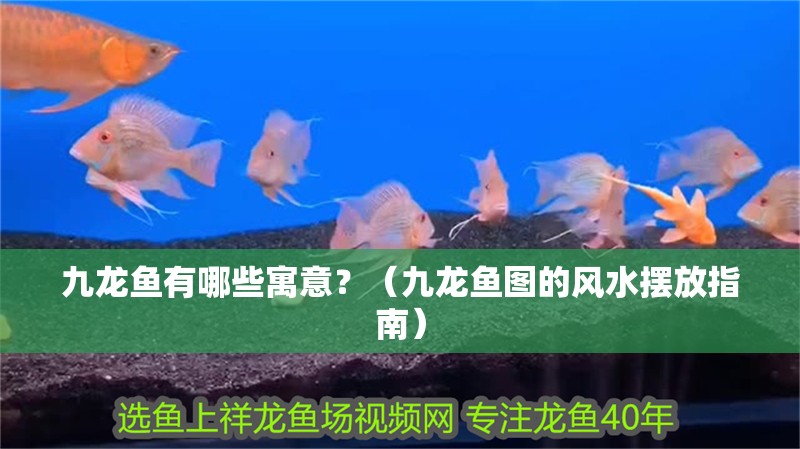 九龍魚有哪些寓意？（九龍魚圖的風水擺放指南）