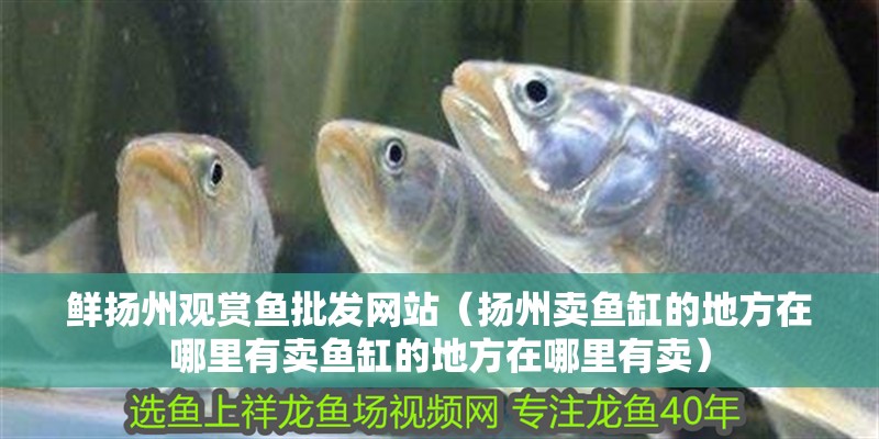 鮮揚(yáng)州觀賞魚(yú)批發(fā)網(wǎng)站（揚(yáng)州賣魚(yú)缸的地方在哪里有賣魚(yú)缸的地方在哪里有賣）