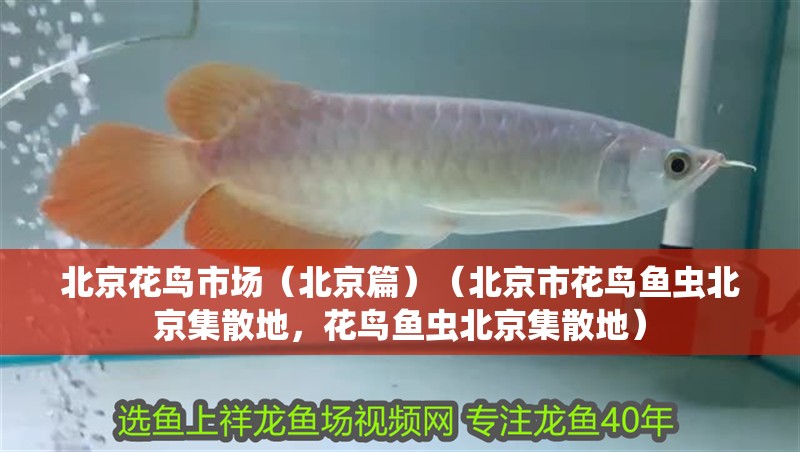北京花鳥市場（北京篇）（北京市花鳥魚蟲北京集散地，花鳥魚蟲北京集散地）
