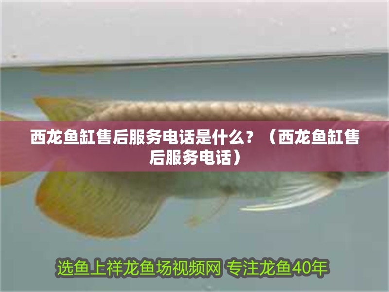 西龍魚缸售后服務(wù)電話是什么？（西龍魚缸售后服務(wù)電話）