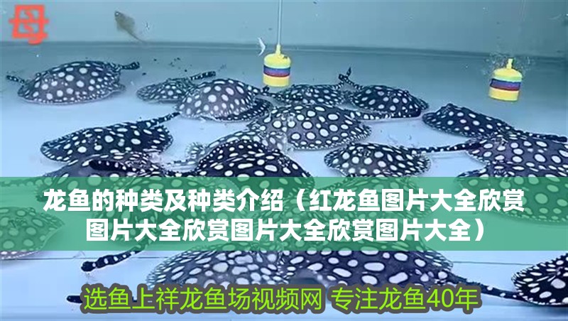 龍魚的種類及種類介紹（紅龍魚圖片大全欣賞圖片大全欣賞圖片大全欣賞圖片大全）