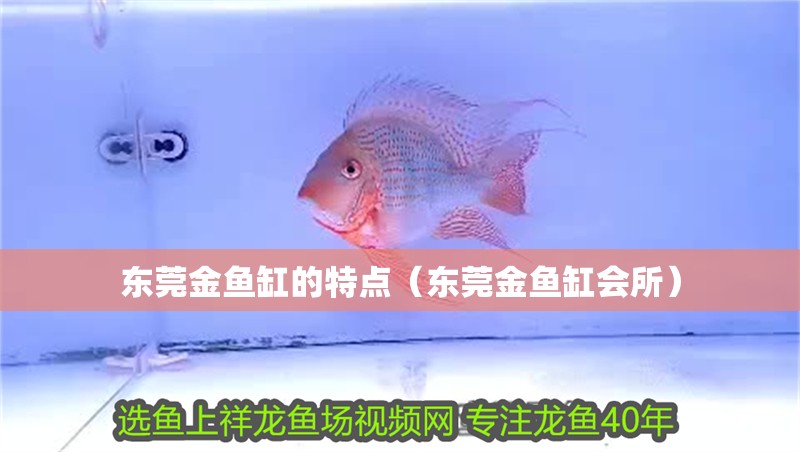 東莞金魚缸的特點(diǎn)（東莞金魚缸會(huì)所） 東莞金魚缸的特點(diǎn)（東莞金魚缸會(huì)所） 觀賞魚百科